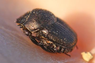 <i>Onthophagus</i>