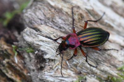 <i>Carabus auronitens</i>
