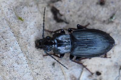 <i>Pterostichus oblongopunctatus</i>