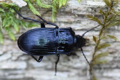 <i>Abax ovalis</i>