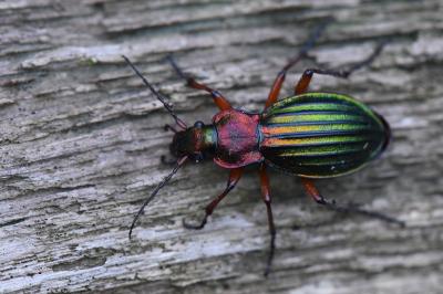 <i>Carabus auronitens</i>