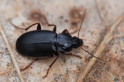 <i>Platyderus depressus</i>