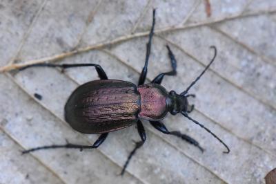 <i>Carabus arvensis</i>