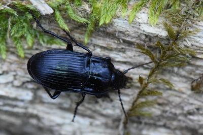 <i>Abax ovalis</i>