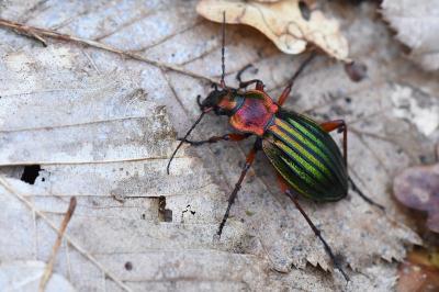 <i>Carabus auronitens</i>