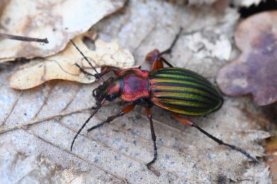 <i>Carabus auronitens</i>