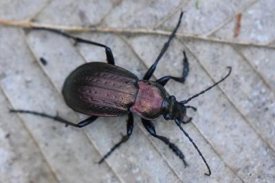 <i>Carabus arvensis</i>