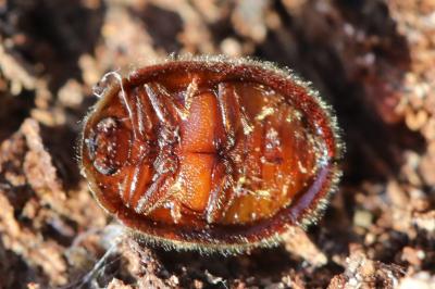 <i>Thymalus limbatus</i>