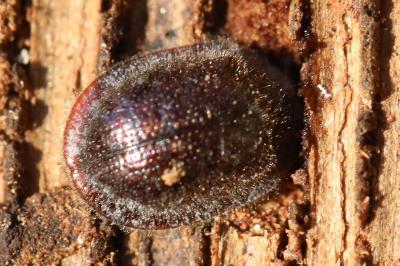 <i>Thymalus limbatus</i>