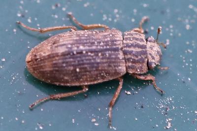 <i>Helophorus</i>