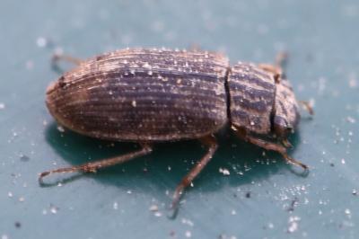 <i>Helophorus</i>
