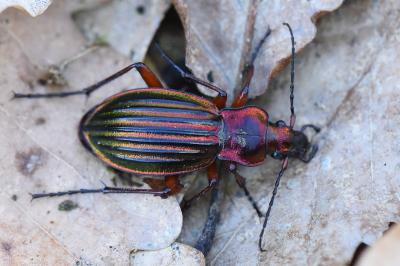<i>Carabus auronitens</i>