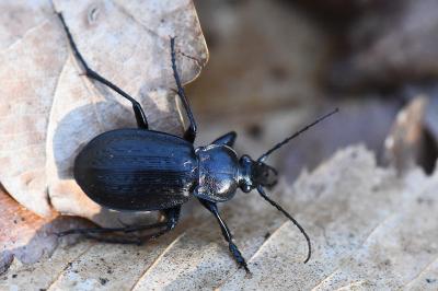 <i>Carabus arvensis</i>