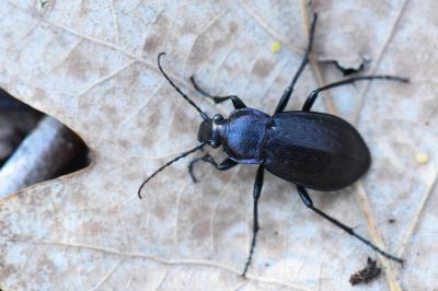 <i>Carabus arvensis</i>