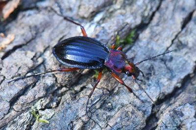 <i>Carabus auronitens</i>