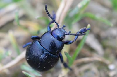 <i>Timarcha goettingensis</i>