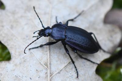 <i>Carabus arvensis</i>