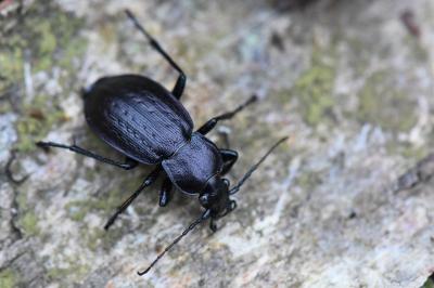 <i>Carabus arvensis</i>