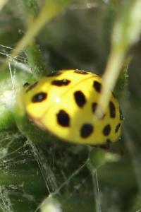 <i>Psyllobora vigintiduopunctata</i>