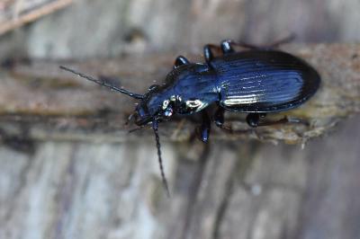 <i>Pterostichus oblongopunctatus</i>