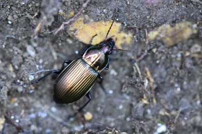 <i>Poecilus cupreus</i>