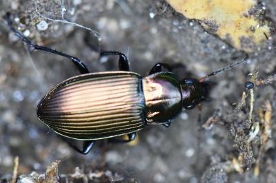 Poecilus cupreus