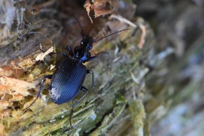 <i>Platynus assimilis</i>