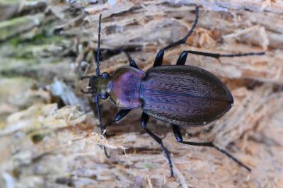 <i>Carabus arvensis</i>