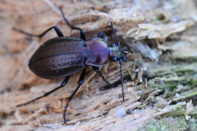 <i>Carabus arvensis</i>
