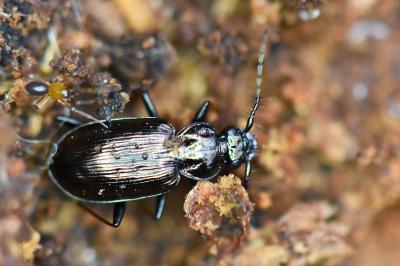 <i>Loricera pilicornis</i>
