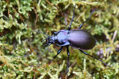 <i>Carabus nemoralis</i>