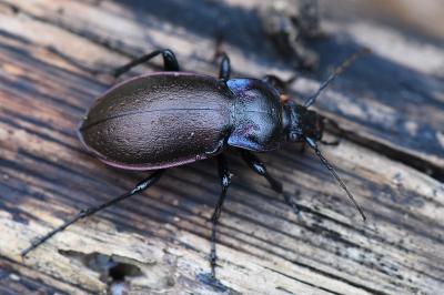 <i>Carabus nemoralis</i>