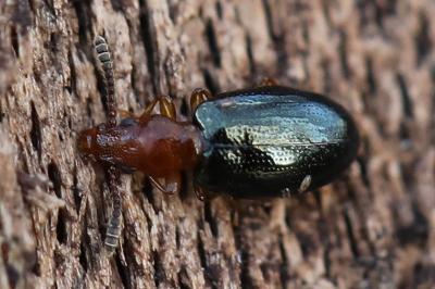 <i>Vincenzellus ruficollis</i>