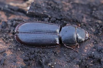 <i>Tenebroides</i>