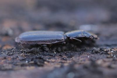 <i>Tenebroides</i>