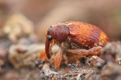 <i>Anthonomus</i>