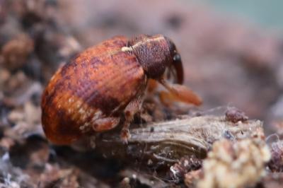 <i>Anthonomus</i>