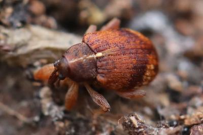 <i>Anthonomus</i>