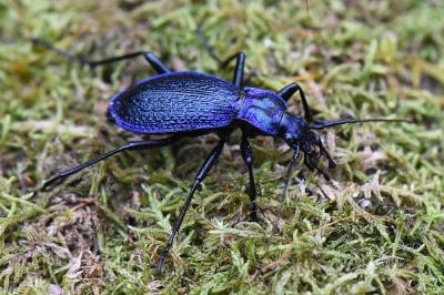 <i>Carabus intricatus</i>
