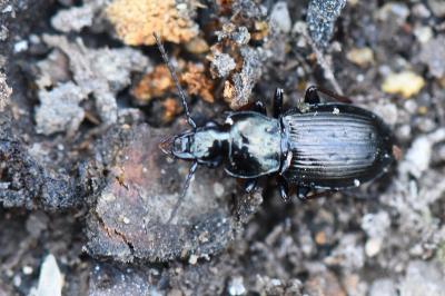 <i>Pterostichus oblongopunctatus</i>
