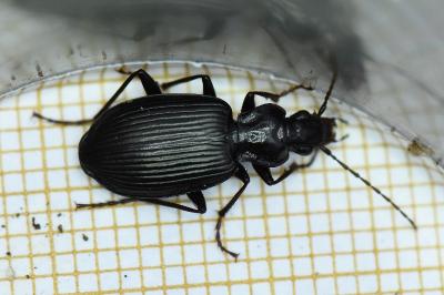 <i>Platynus assimilis</i>
