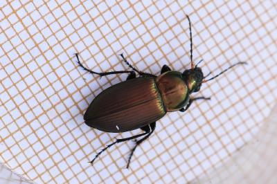 <i>Poecilus cupreus</i>