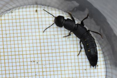 <i>Ocypus aethiops</i>