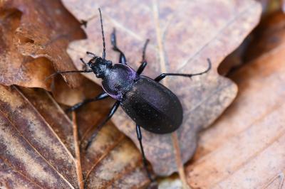<i>Carabus nemoralis</i>