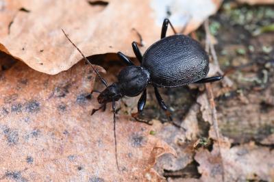 <i>Cychrus attenuatus</i>