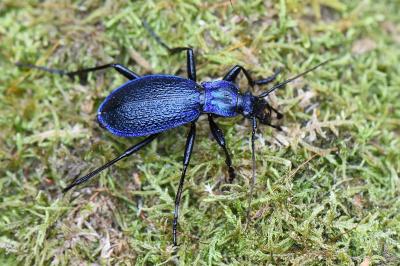 <i>Carabus intricatus</i>