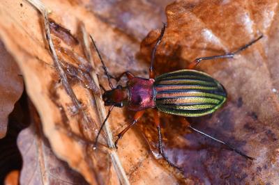 <i>Carabus auronitens</i>