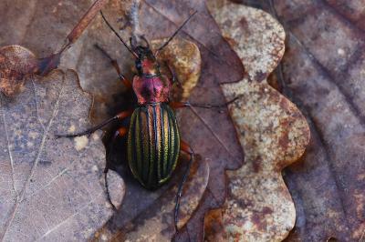 <i>Carabus auronitens</i>