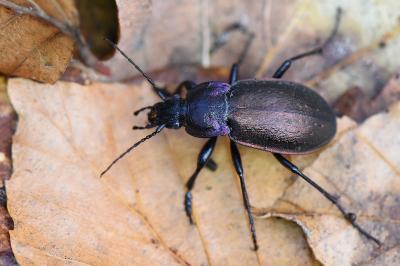 <i>Carabus nemoralis</i>