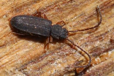 <i>Uleiota planatus</i>